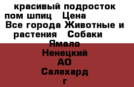 красивый подросток пом шпиц › Цена ­ 30 000 - Все города Животные и растения » Собаки   . Ямало-Ненецкий АО,Салехард г.